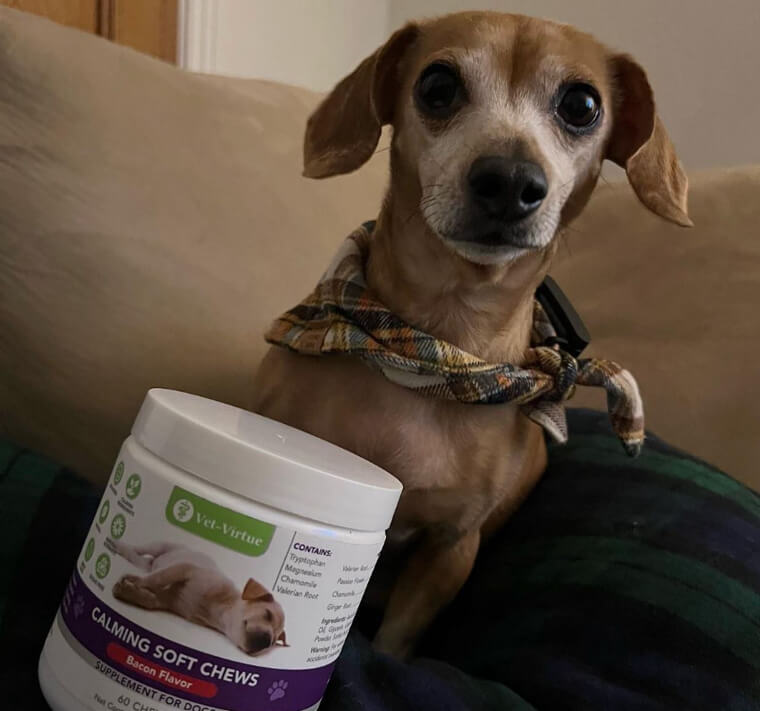 Have an Anxious Dog? Talk to Your Vet About Trying Calming Chews