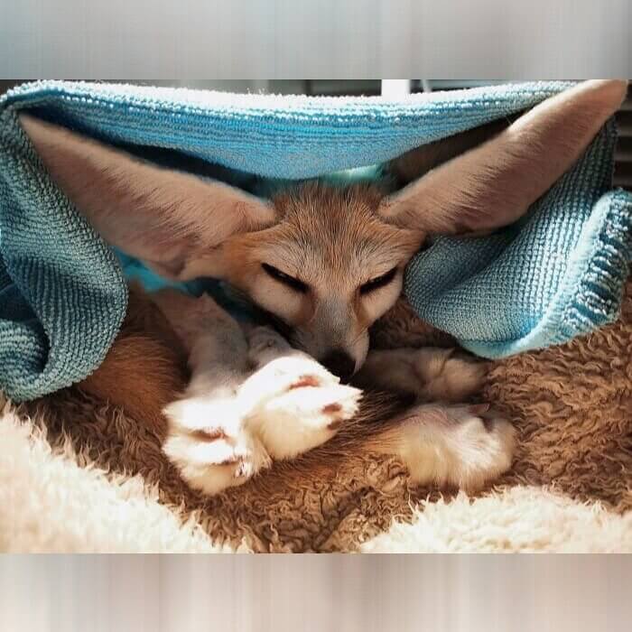 Feeling Foxy