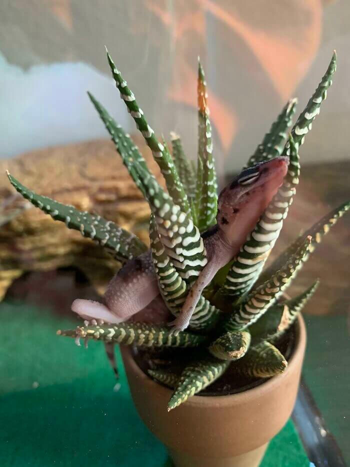 Sleeping in the Succulent
