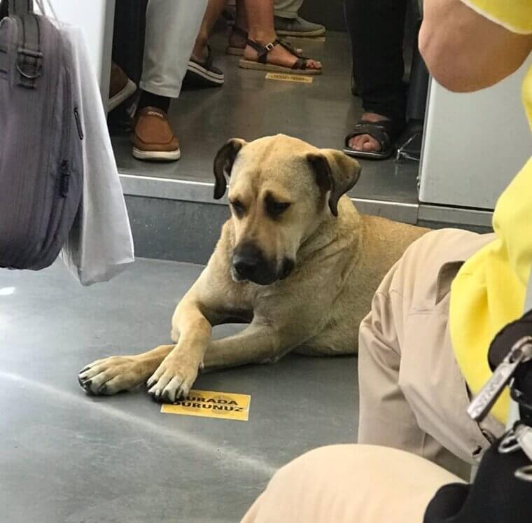 A Unique Paw Passenger