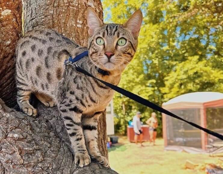 Bengal Cats - $10,000