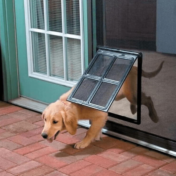 Dogs And Cats Love VIP Access, Too