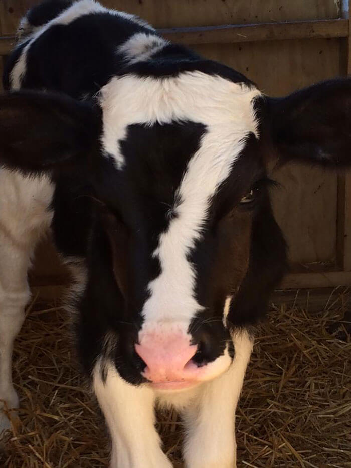 A Dairy Cow With A Lucky Seven