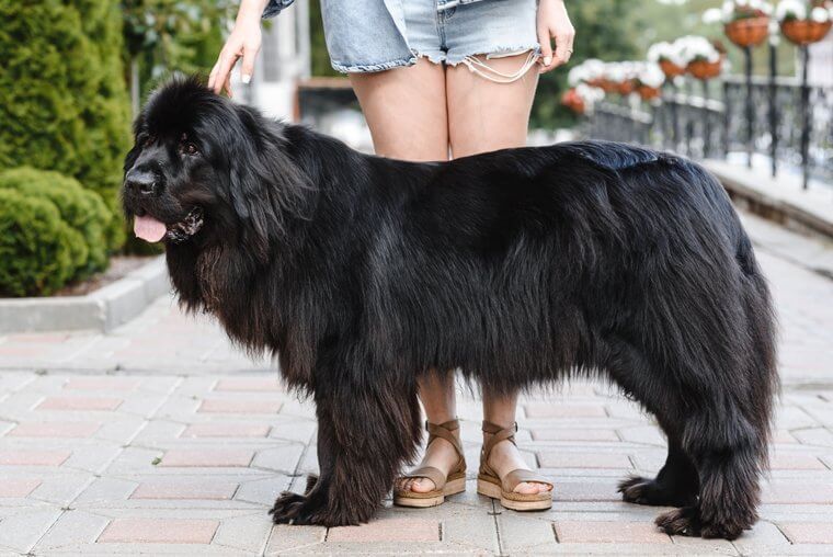 The Newfoundland Is Just a Big Softy
