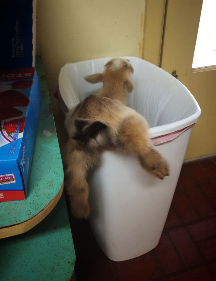 A Baby Goat That Broke in and Got Stuck in a Trash Can