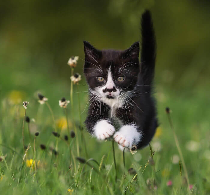 Here Comes Bat-Cat