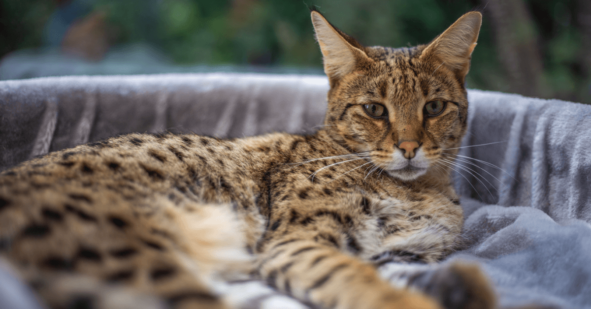 Rarely-Seen Cat Breeds and How Much They Cost