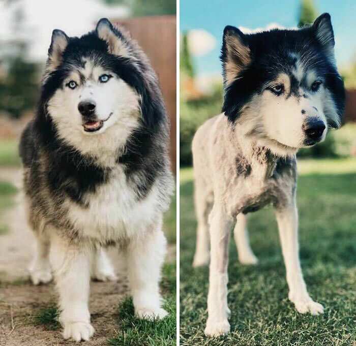 This Husky Aged Five Years in One Photo