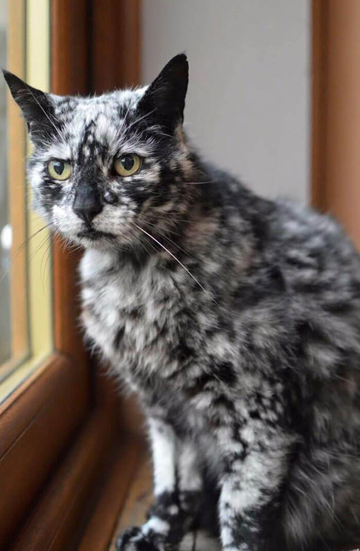 Someone's Cat Randomly Started Turning Grey