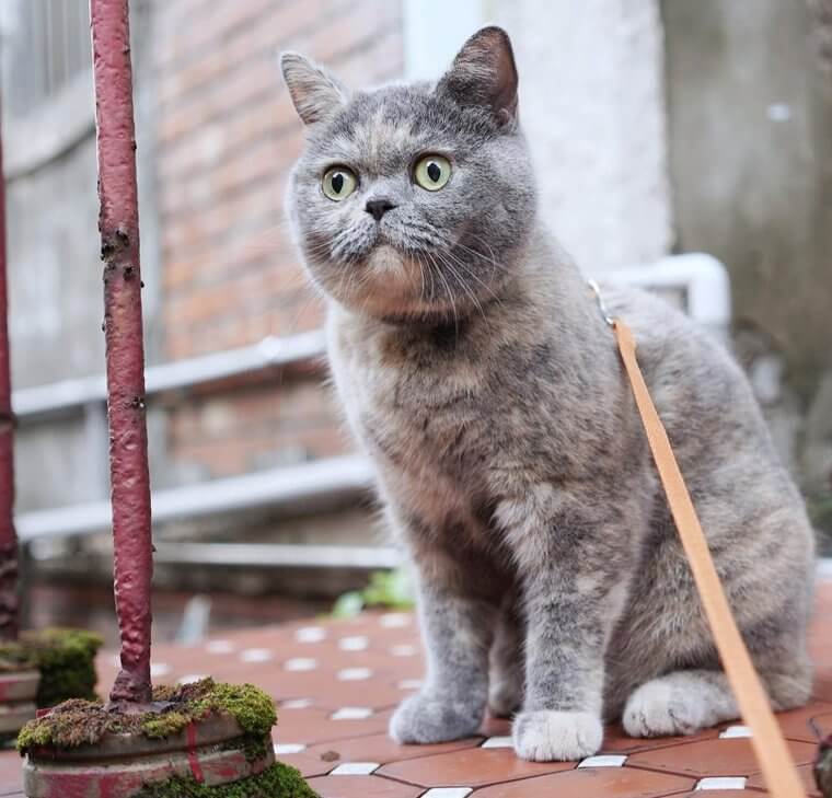 British Shorthair Cat - $2,000