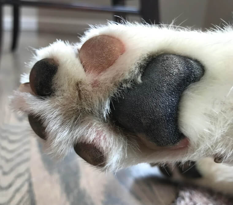 If Your Dog Has Smelly Feet, It’s Time for a Visit to the Vet