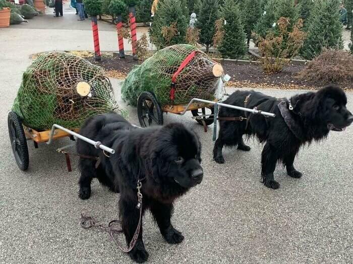Medieval Carriages Be Like: