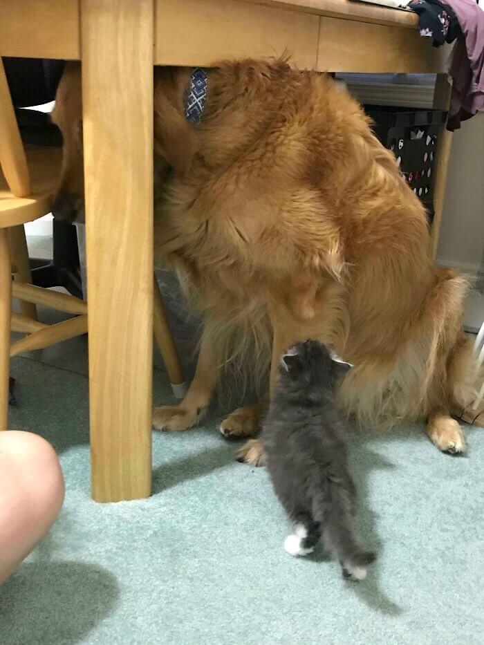 David VS Goliath