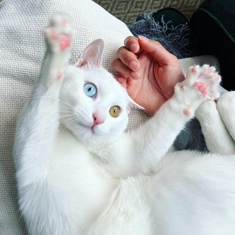 Khao Manee Cat - $11,000