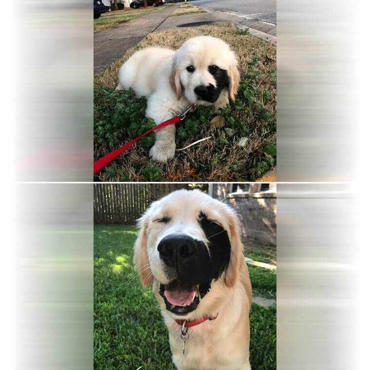 A Golden Retriever With A Birthmark
