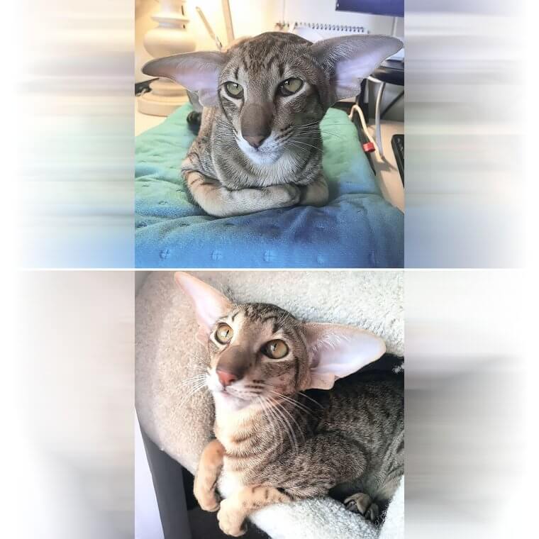 Dobby Is a Free Cat