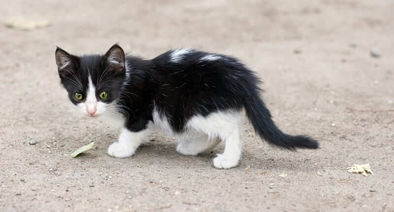 Step-By-Step Guide on What To Do When You Find a Stray Kitten