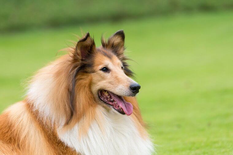 The Collie Is Very Emotionally Aware