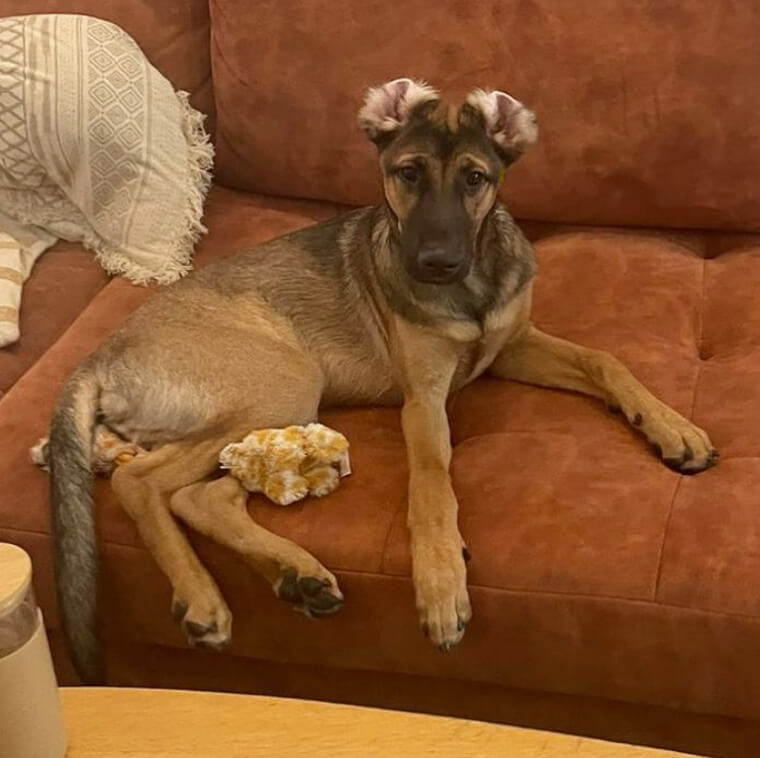How to Calculate Your Dog's Age in Dog Years
