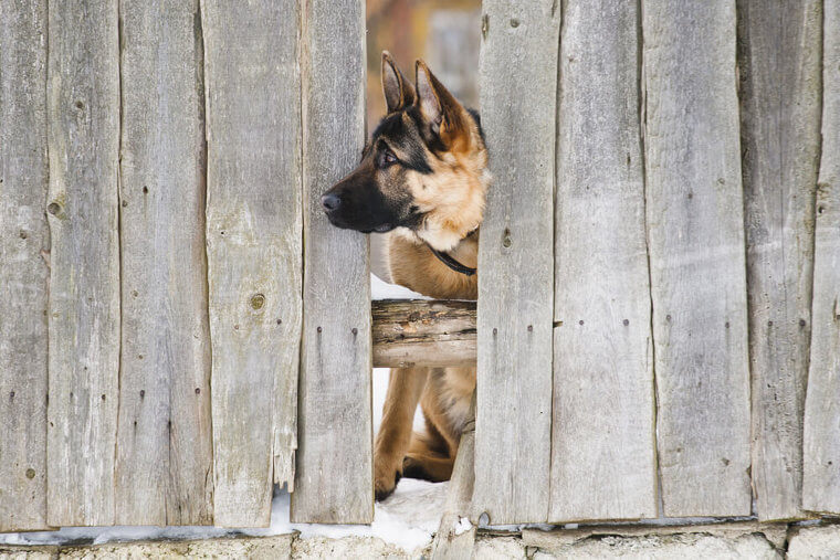 Be Smart: Check Fences For Holes, All The Time