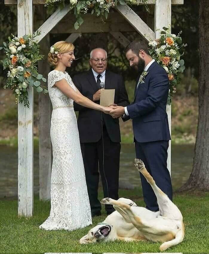 The Doggo That Upstaged Its Parents Wedding