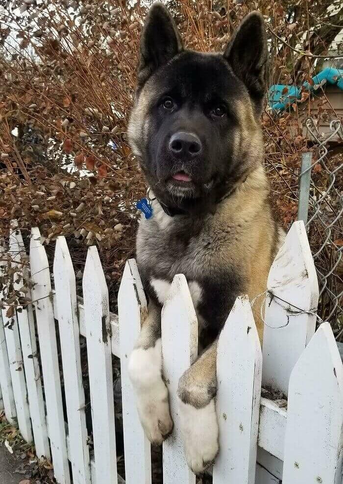 This Cute Guy Is Living the American Dream