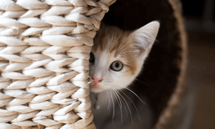 Your Cat Is Isolating Themselves More Than Normal