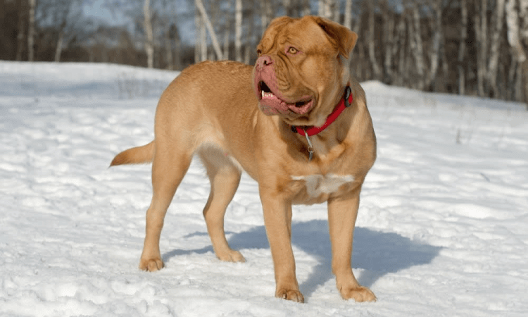 Dogue de Bordeaux (aka French Mastiff)