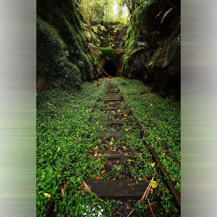 Overgrown Train Tracks Look Like A Fairytale