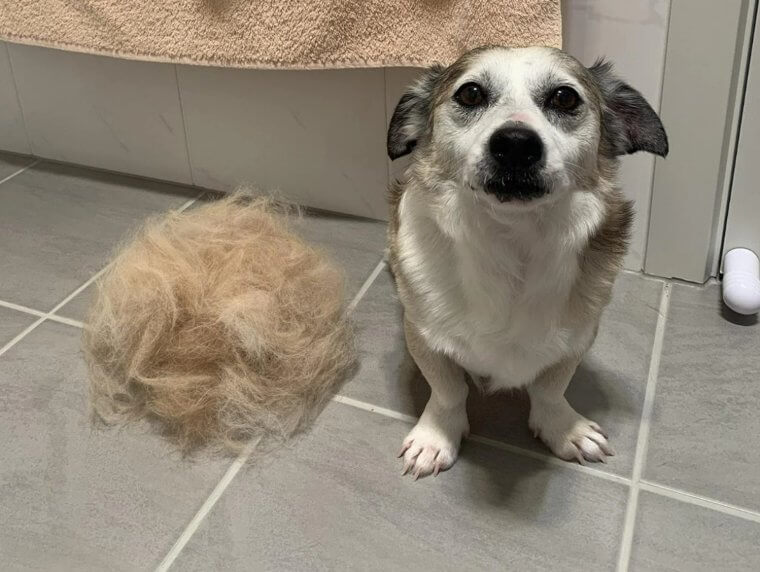 Brush Your Dog's Fur Daily