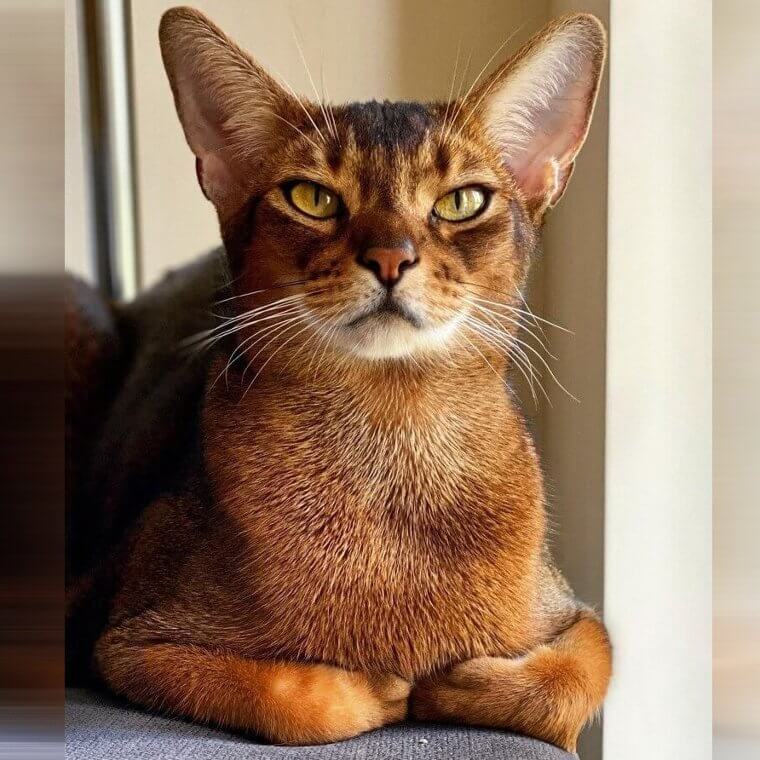 Abyssinian Cat - $2,200
