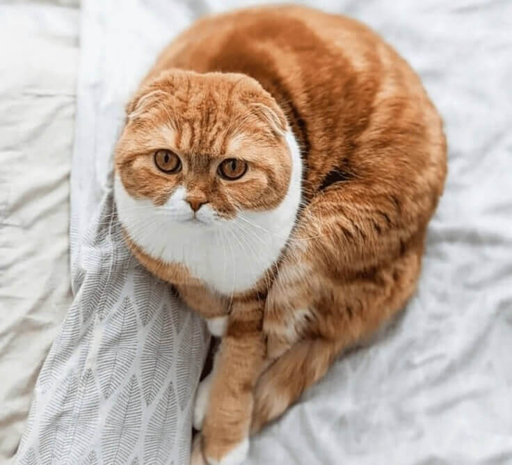 Scottish Fold Cat - $3,000