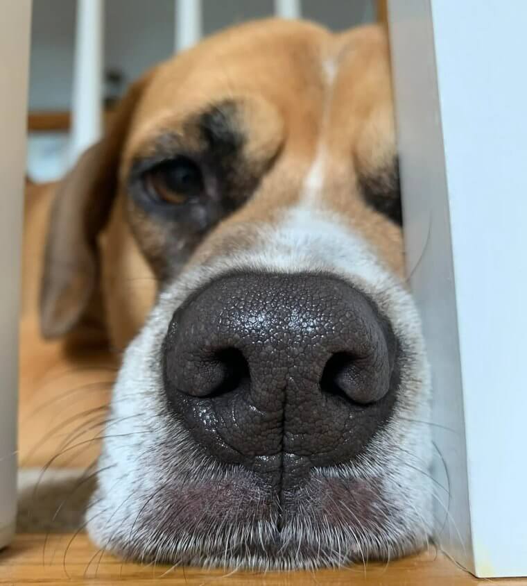 It's Healthy for a Dog to Have a Wet Nose