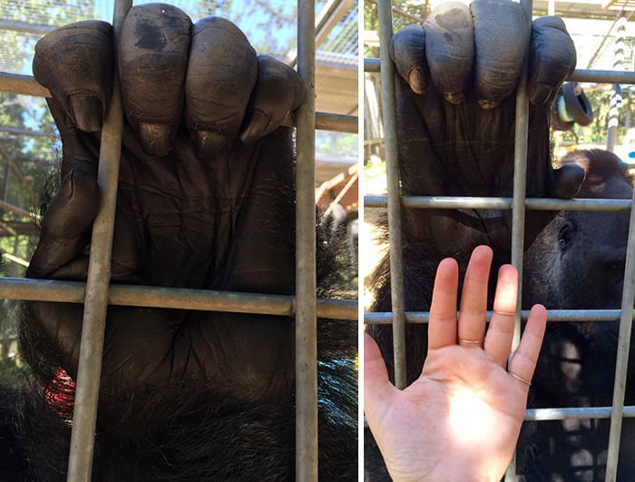 Gorilla Hands Are Like Humans But Ten Times Bigger