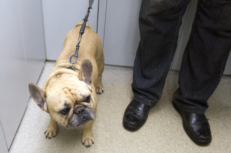 Finding A Pet-Friendly Apartment Building Is Gold
