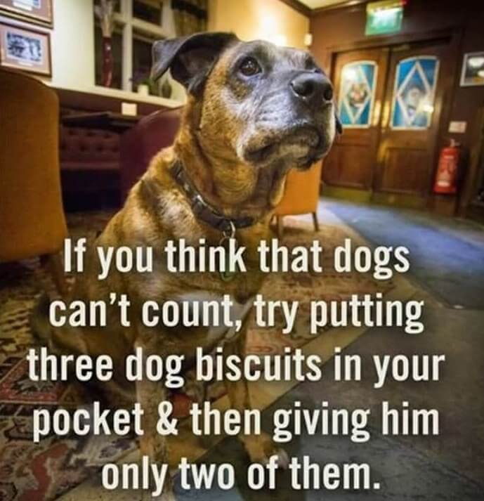 Dogs Can Count Better Than You Think