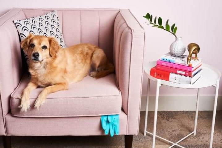 Rubber Gloves Are the Ultimate Fur-Collecting Hack