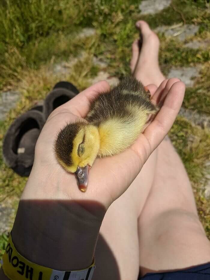 A Quacking Nap