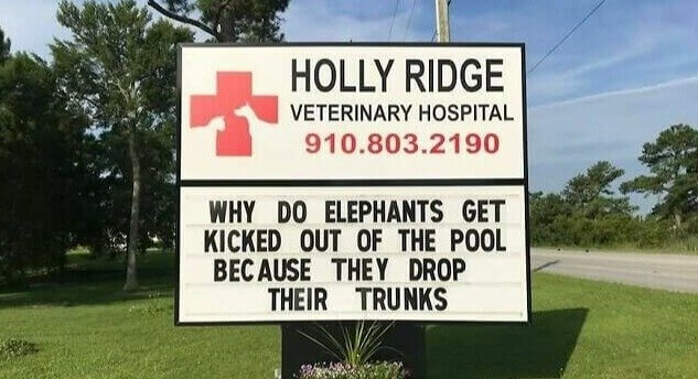 Elephants Just Wanna Have Fun