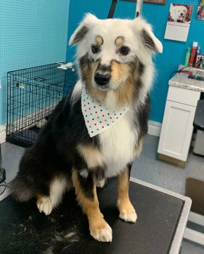 A Stunning Canine With Vitiligo
