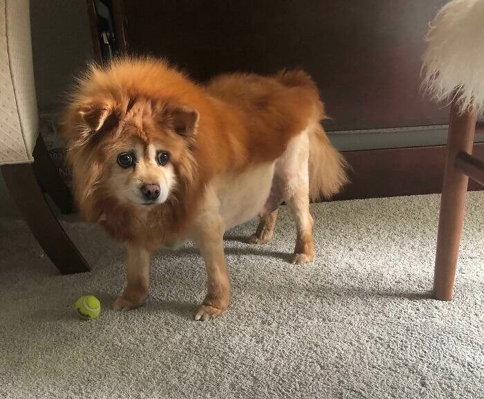 We're Not Even Sure What Kind of Animal This Is
