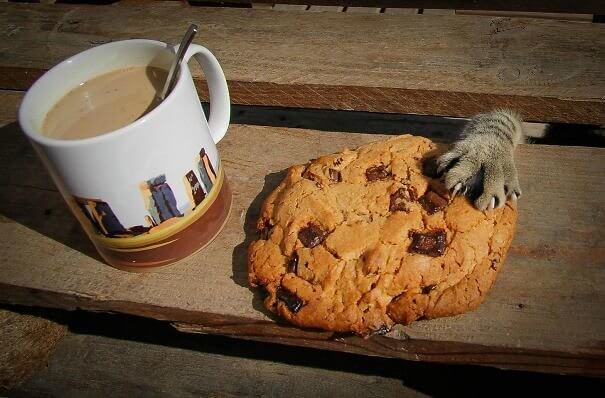 Who Stole the Cookie From the Cookie Jar?