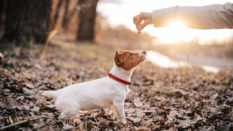 You Stay In The Same Place To Train Your Dog