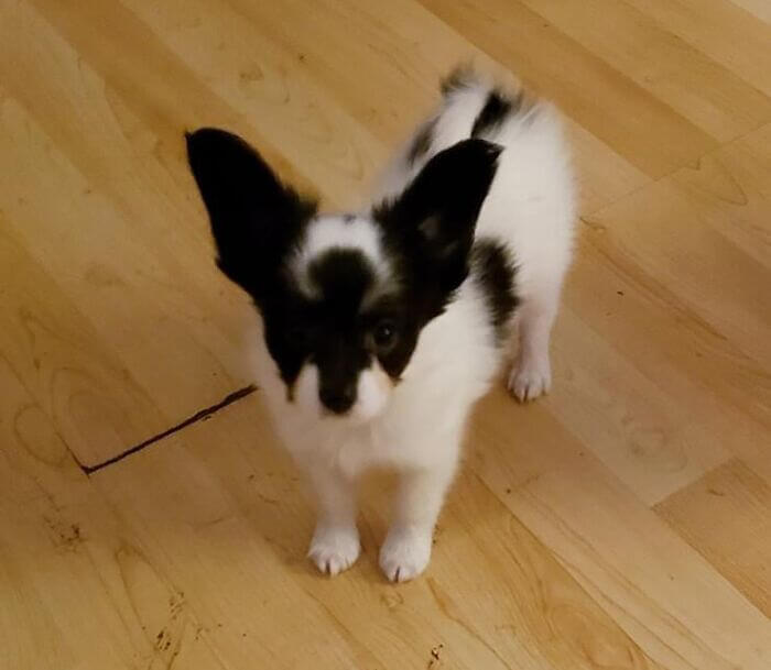 A Puppy With A Bat Pattern On Its Head