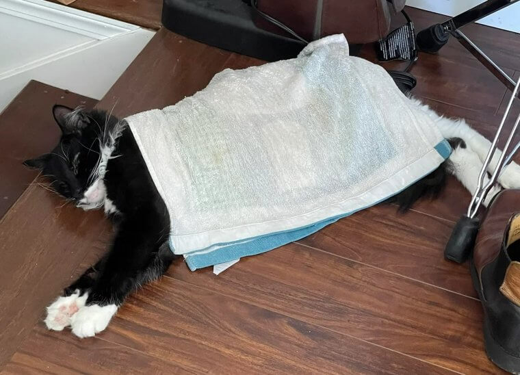 Cool Your Cat Down With Frozen Towels When It's Hot Out