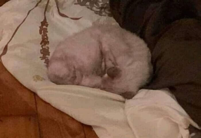 An Illusionary Cat Nap Chronicle