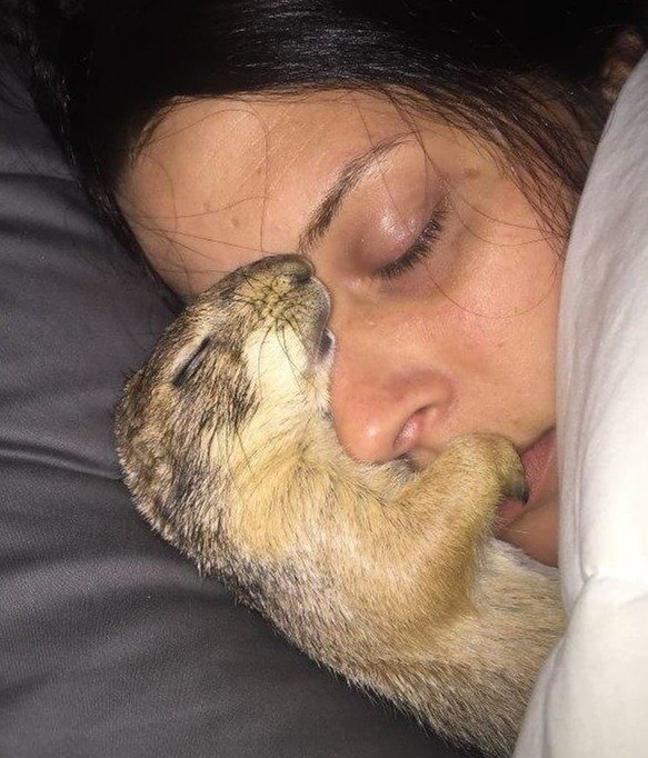 This Guy's Girlfriend Prefers to Spoon With His Prairie Dog