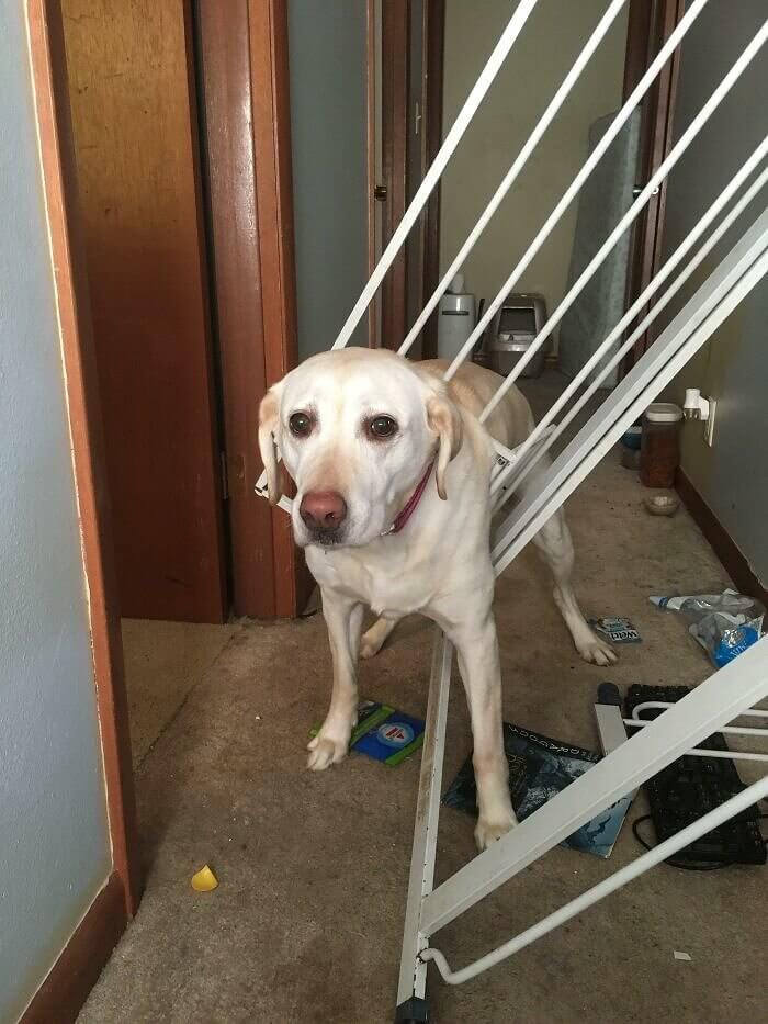 It's Chaos When a Dog Gets Stuck in a Baby Gate