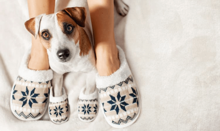 Treating Your Pup Like A Human