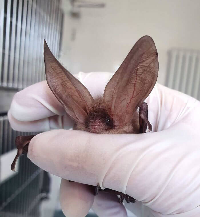 Na-Na-Na-Na-Na-Na, Bat!